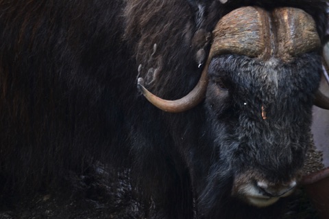 Musk ox close up